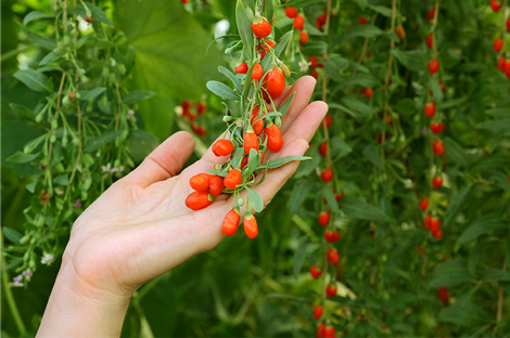 plody goji v ruce